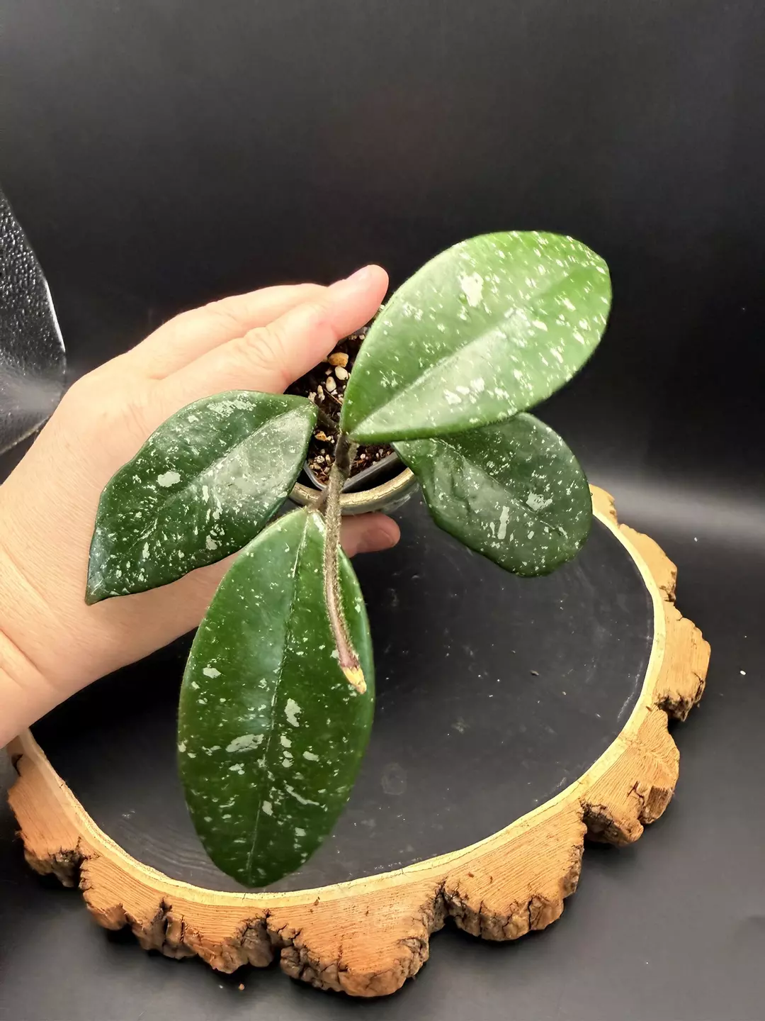 Hoya ‘Millie’ #427 thumbnail