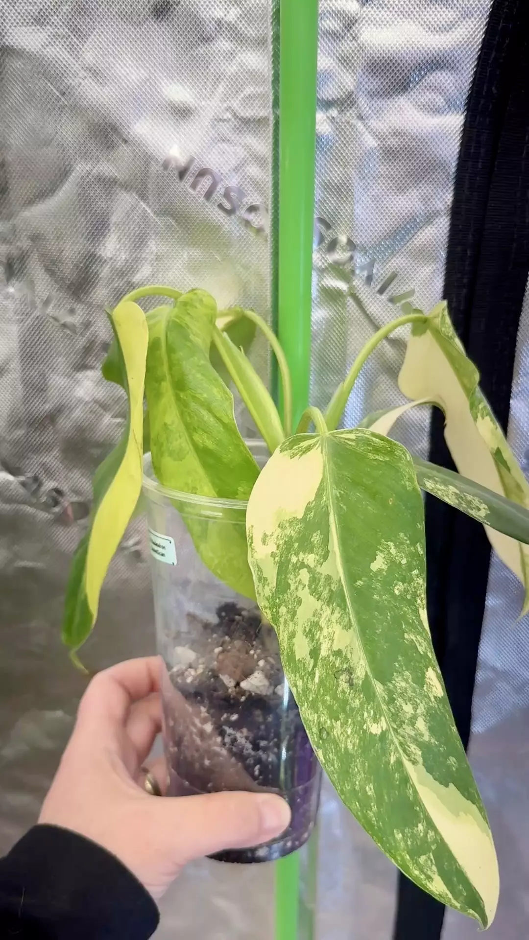 Philodendron Variegated Domesticum thumbnail
