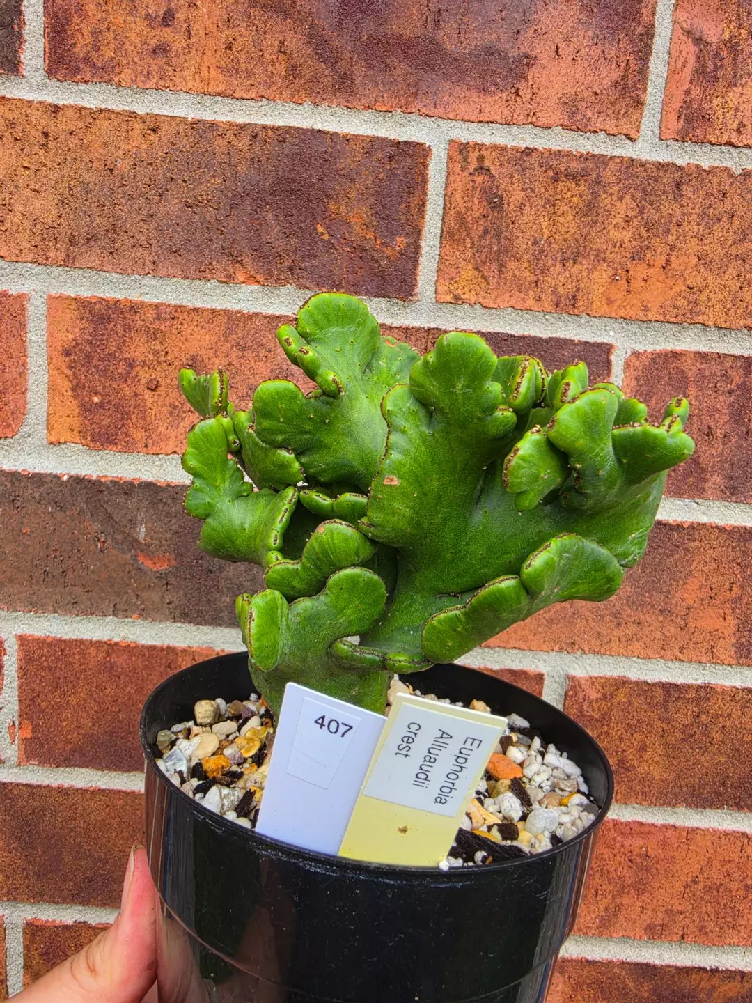 406 Euphorbia Alluaudii Crest thumbnail