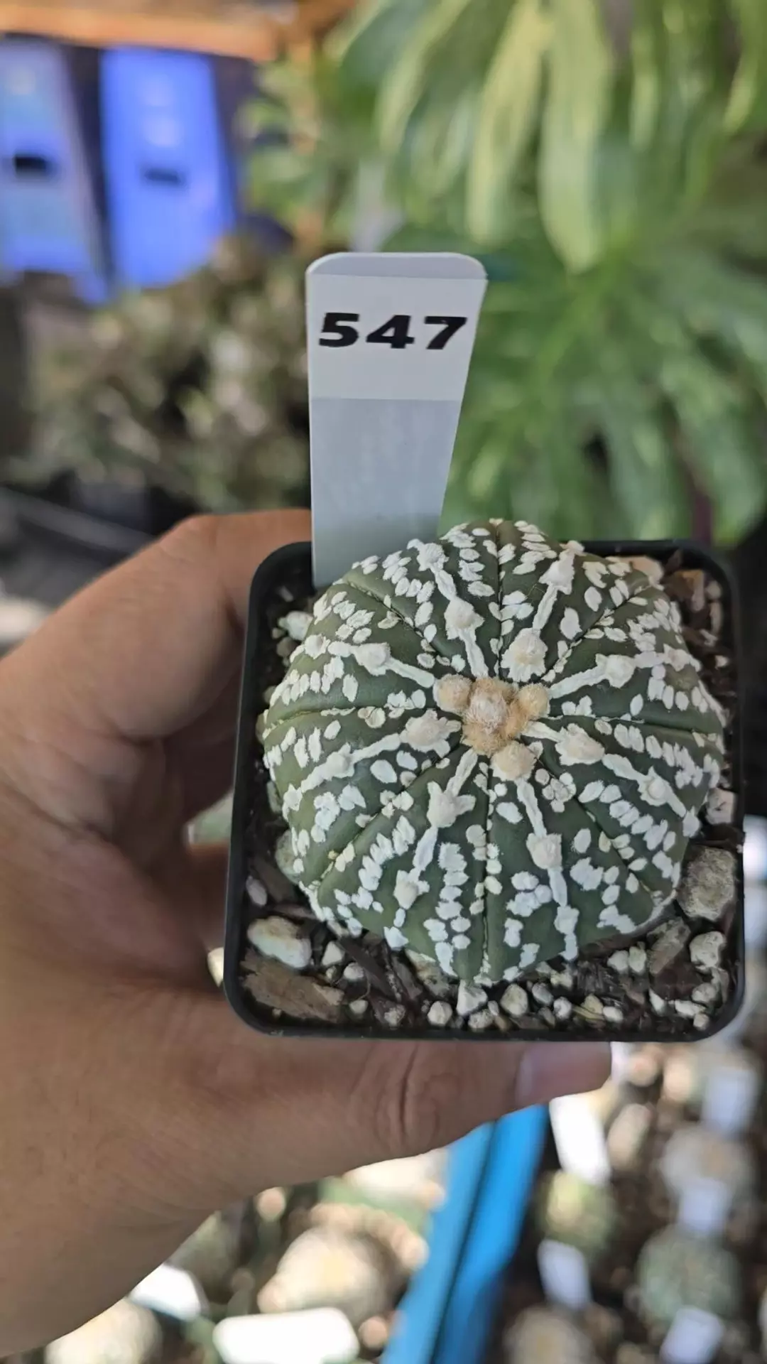 Astrophytum vtype 2.25 in pot thumbnail
