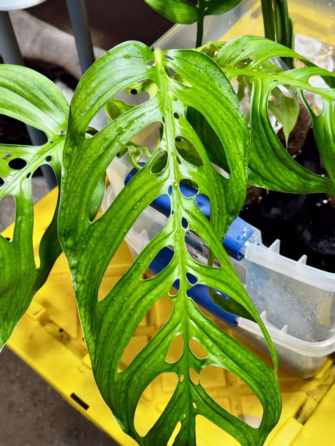 Recent Import Monstera Esquilito 2 to 3 leaves Growers Choice thumbnail