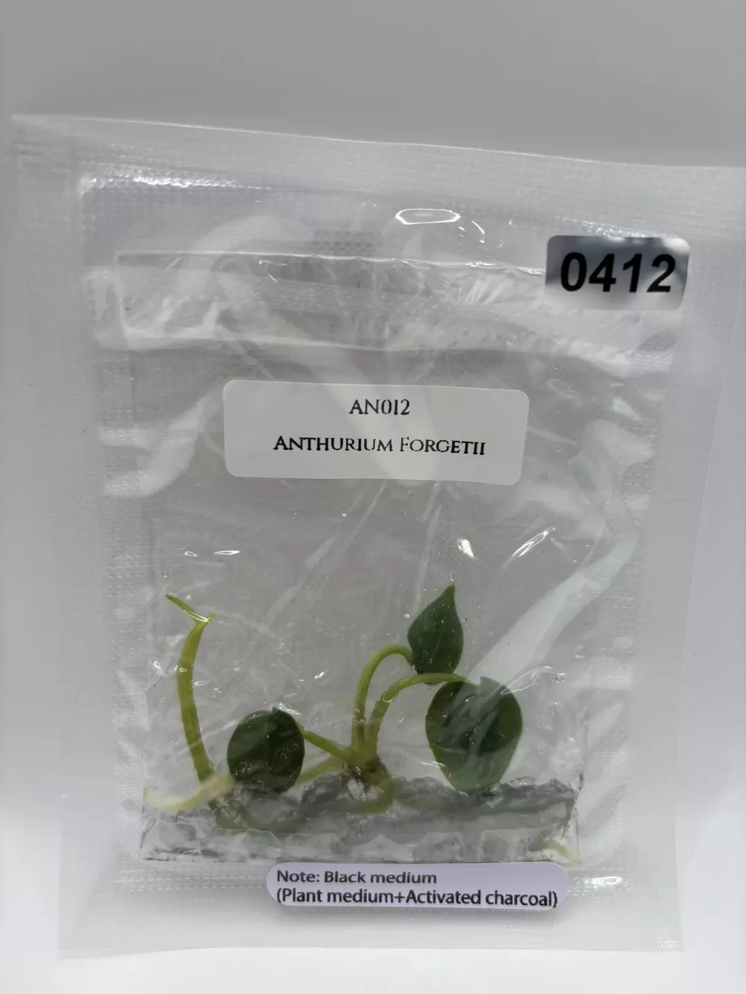 Anthurium Forgetii thumbnail