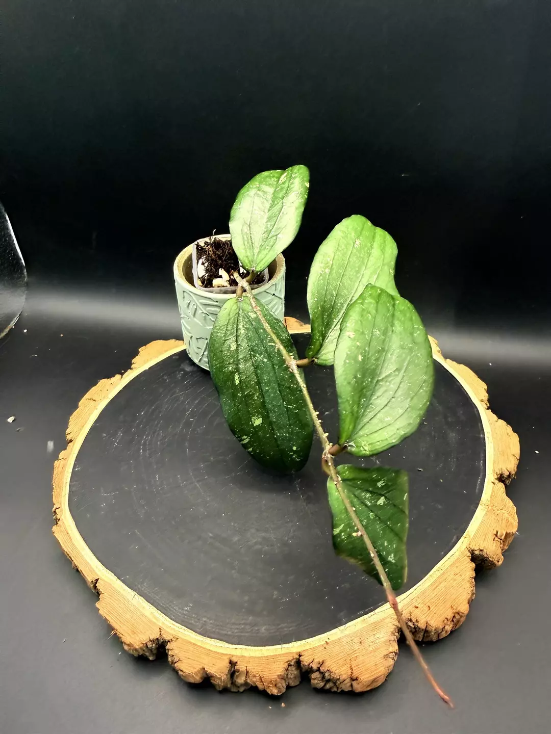 Hoya Erythrina #426 thumbnail