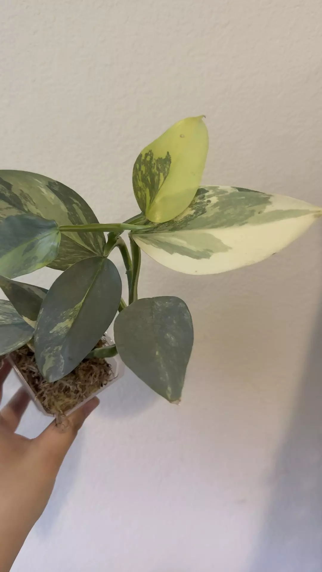 Philodendron silver sword variegated no 1 thumbnail