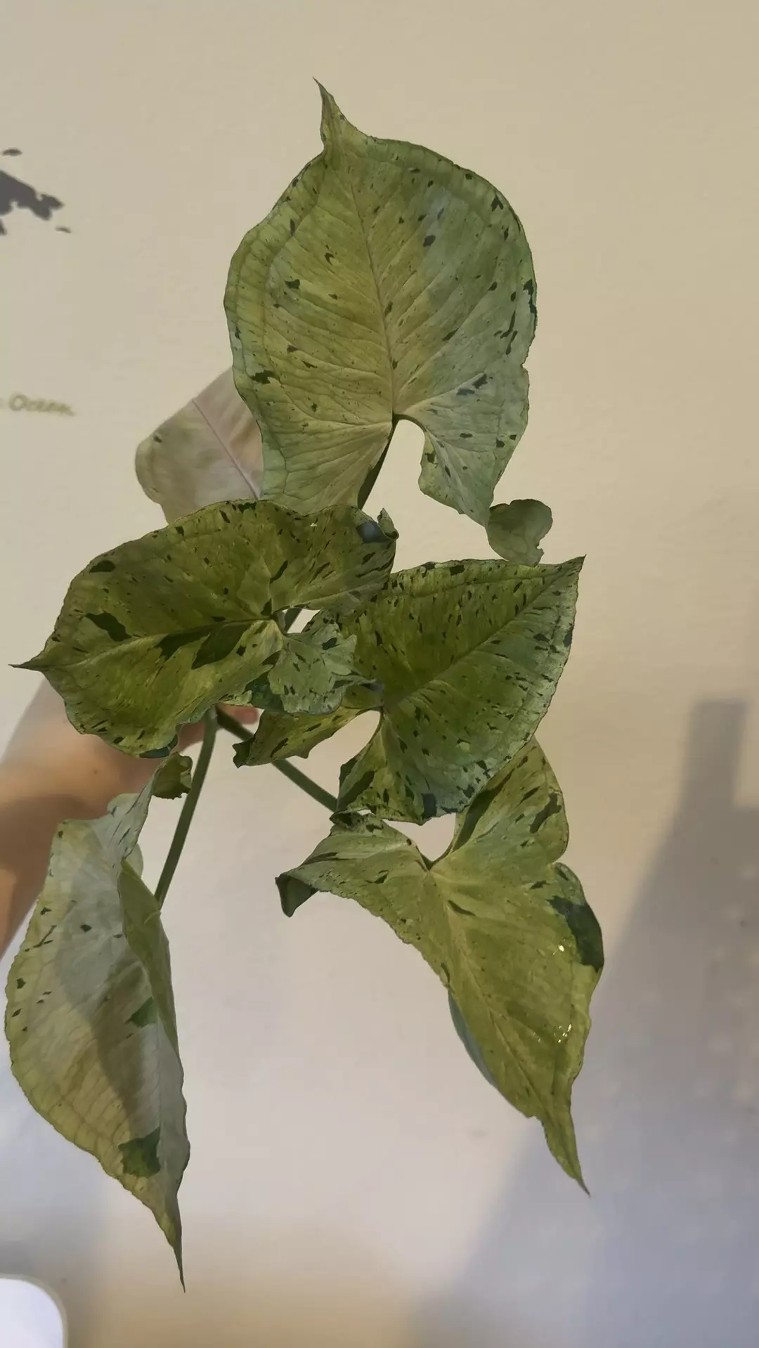 Syngonium green splash no 1 thumbnail