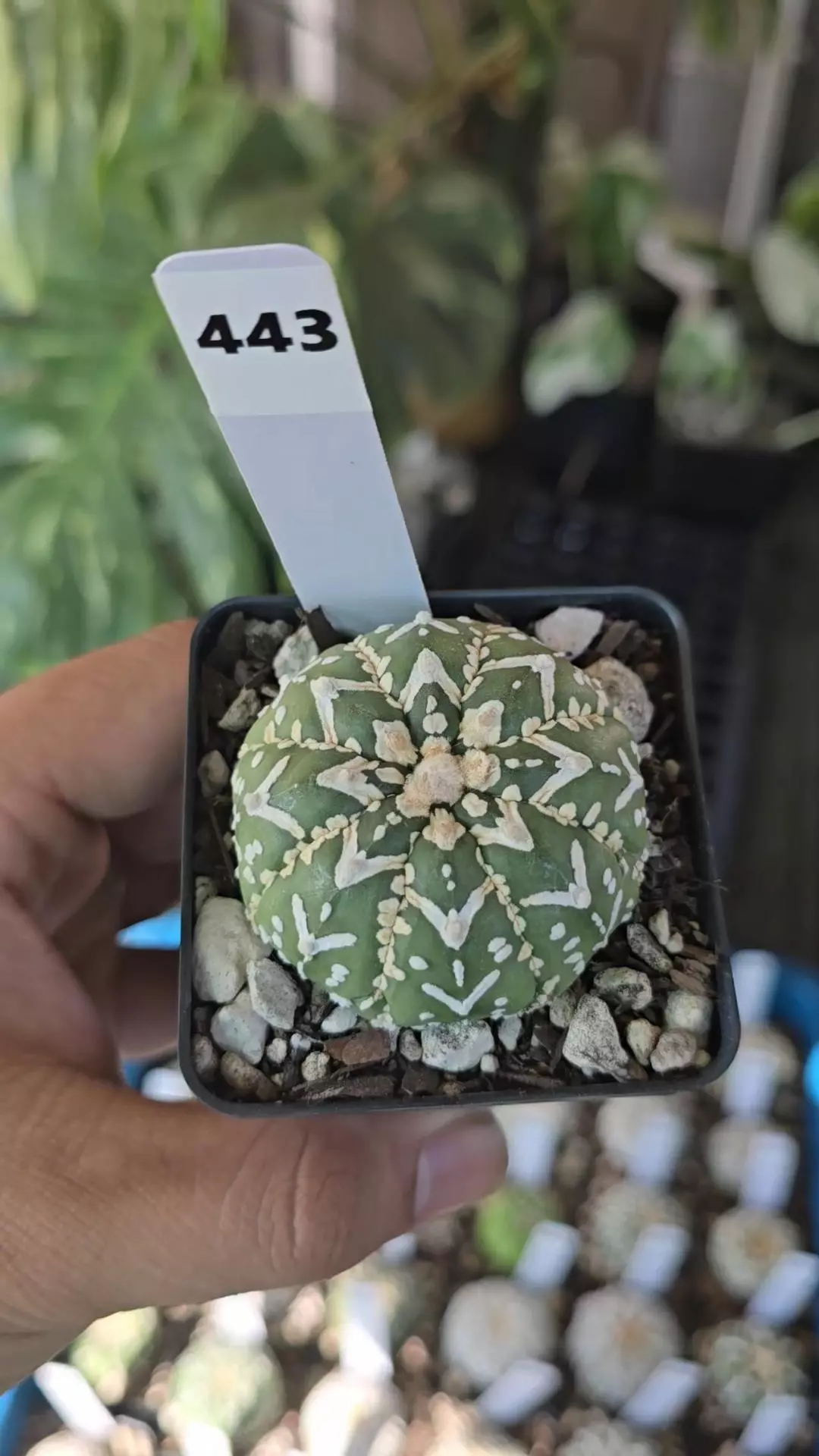 Astrophytum vtype 2.25 in pot thumbnail