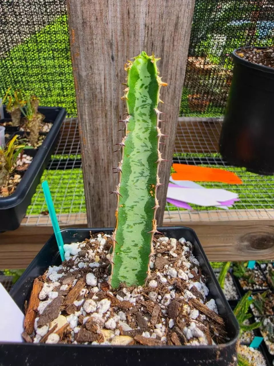 Euphorbia Quadrangularis thumbnail