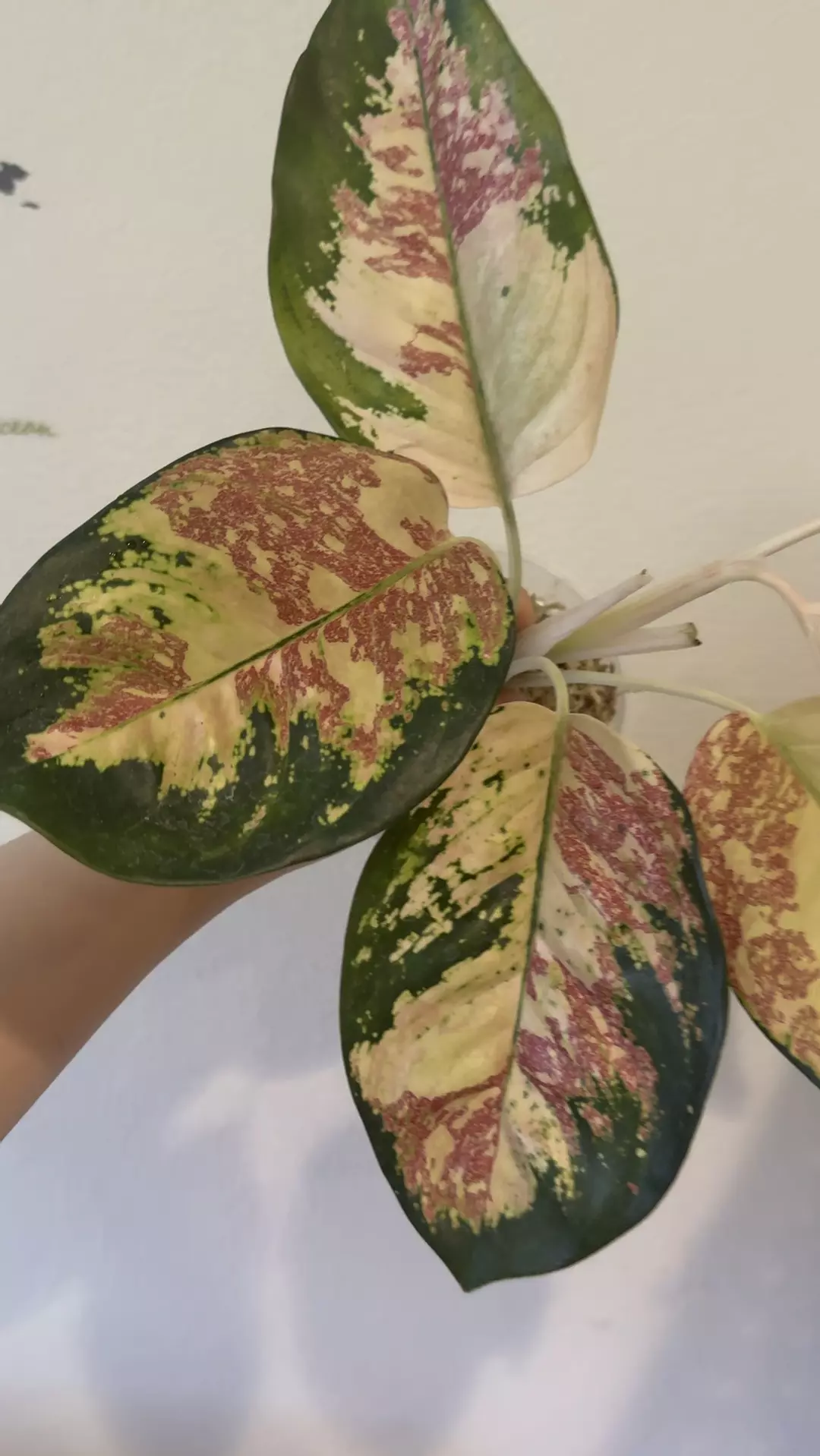 Aglaonema Cochin tricolor thumbnail