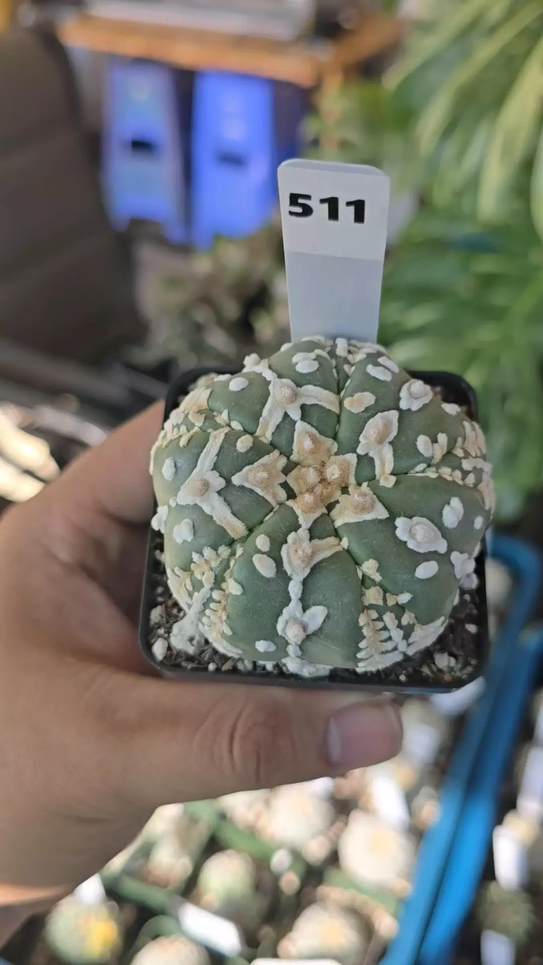 Astrophytum 5ribs Fukuryu 2.25 in pot  thumbnail