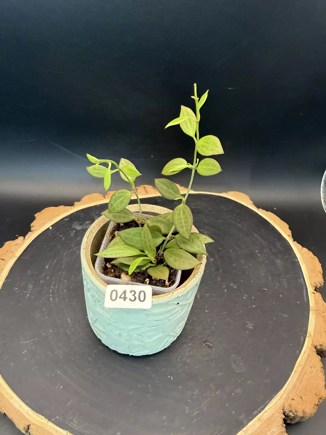 Hoya Microdwarf #430 thumbnail