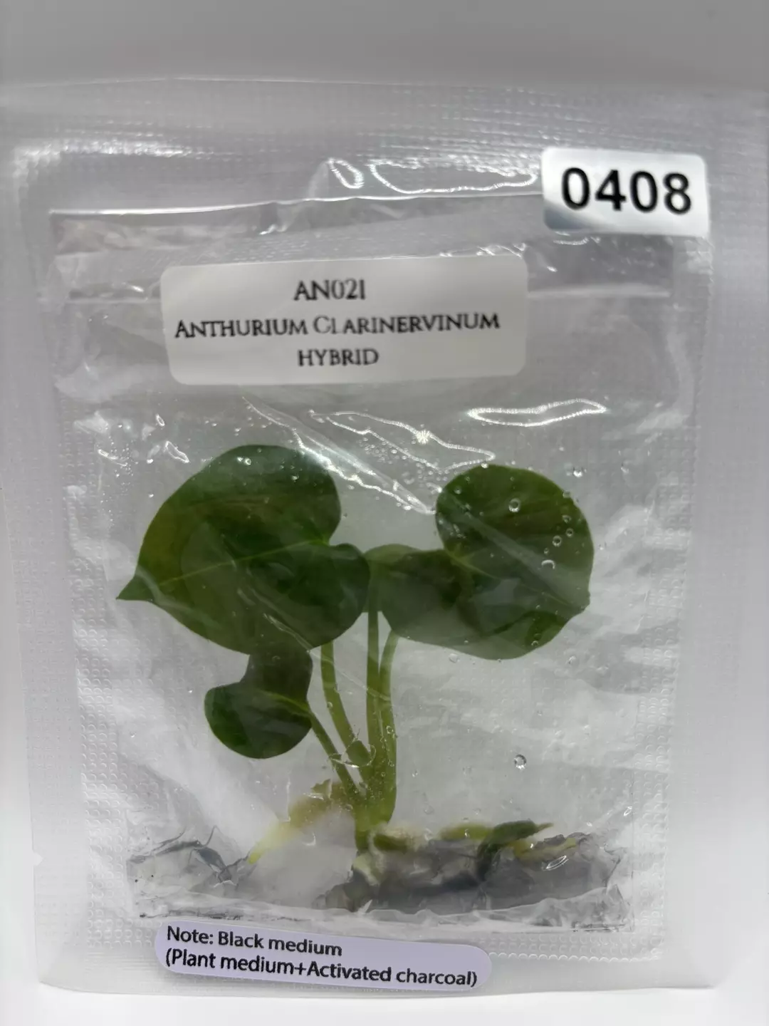 Anthurium Clarinervium Hybrid thumbnail