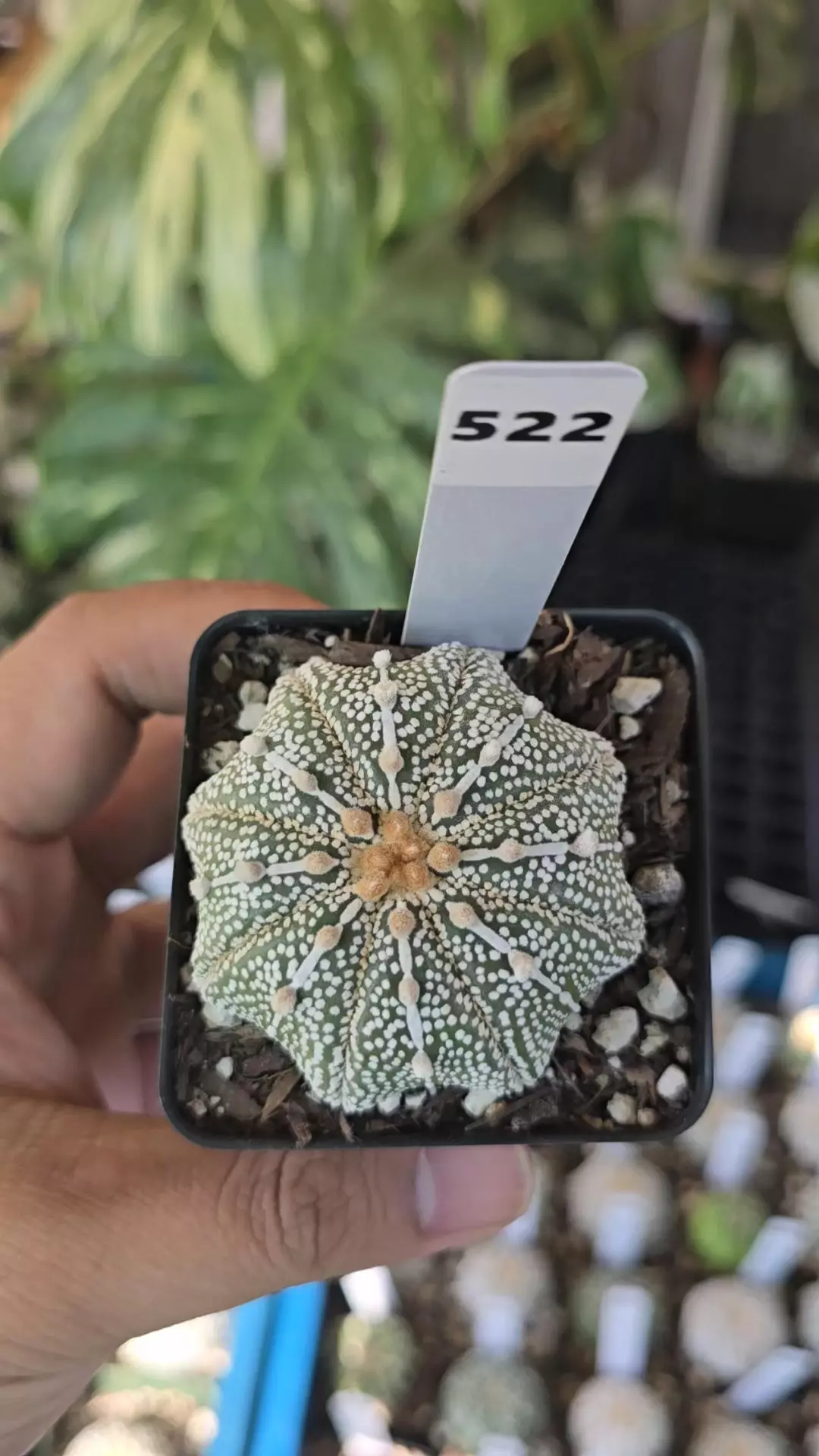 Astrophytum Miracle 2.25 in pot  thumbnail