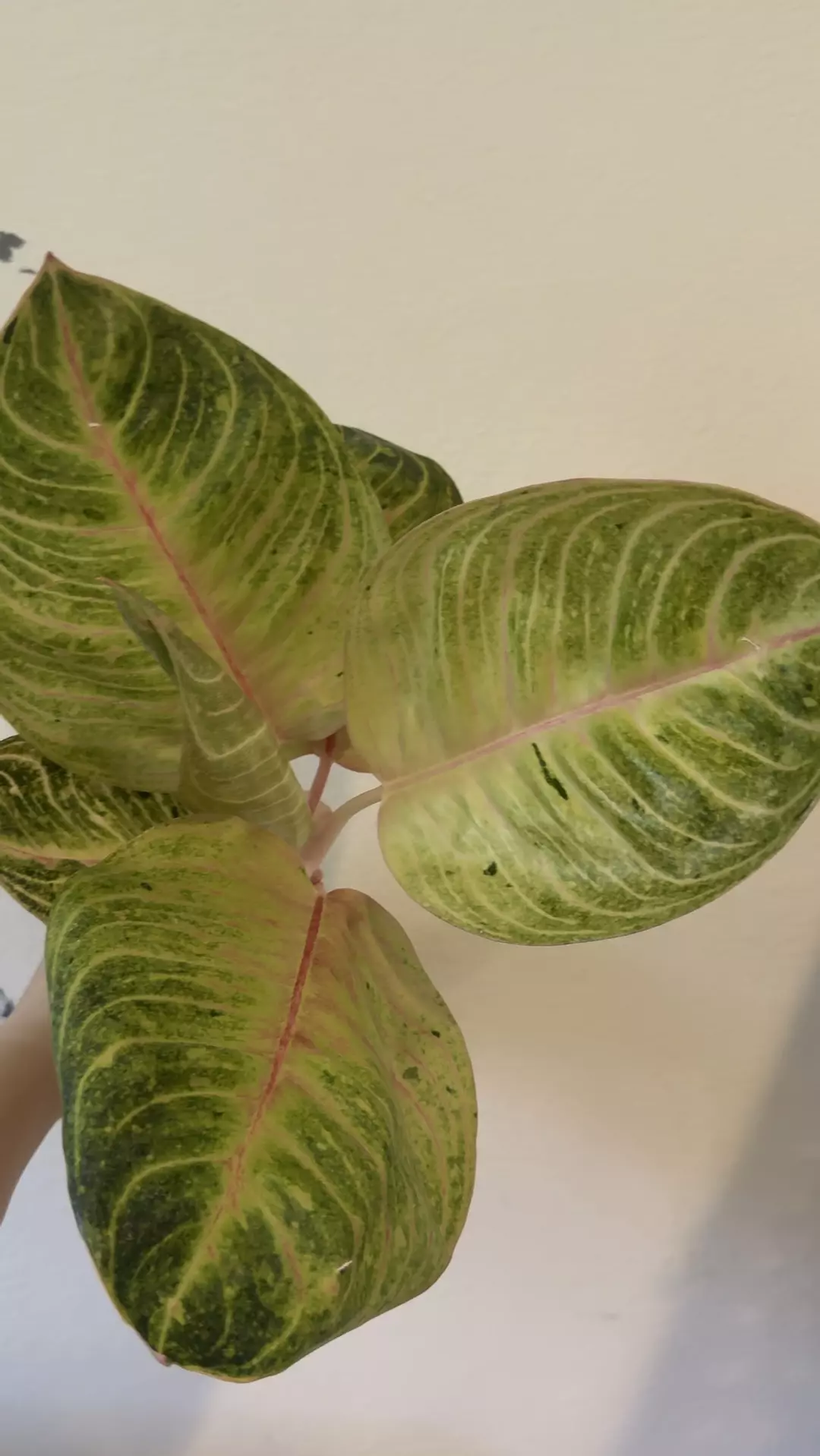 Aglaonema moonlight no 2 thumbnail