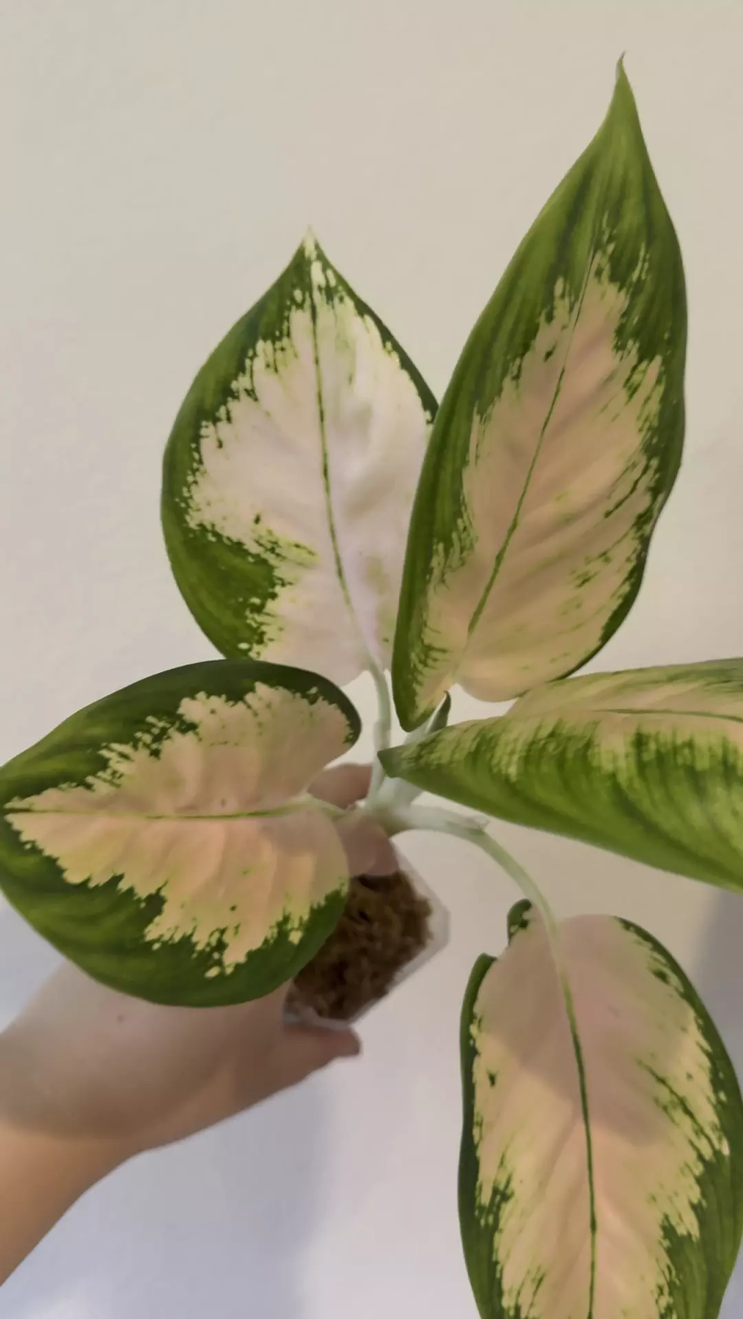 Aglaonema neon thumbnail