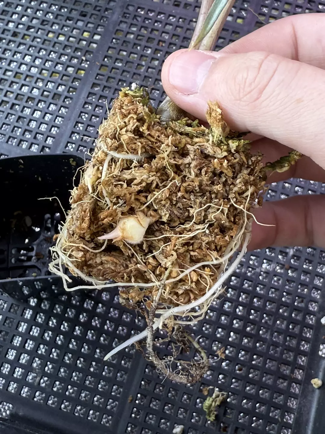 Venom Aurea Corm mother in photo thumbnail