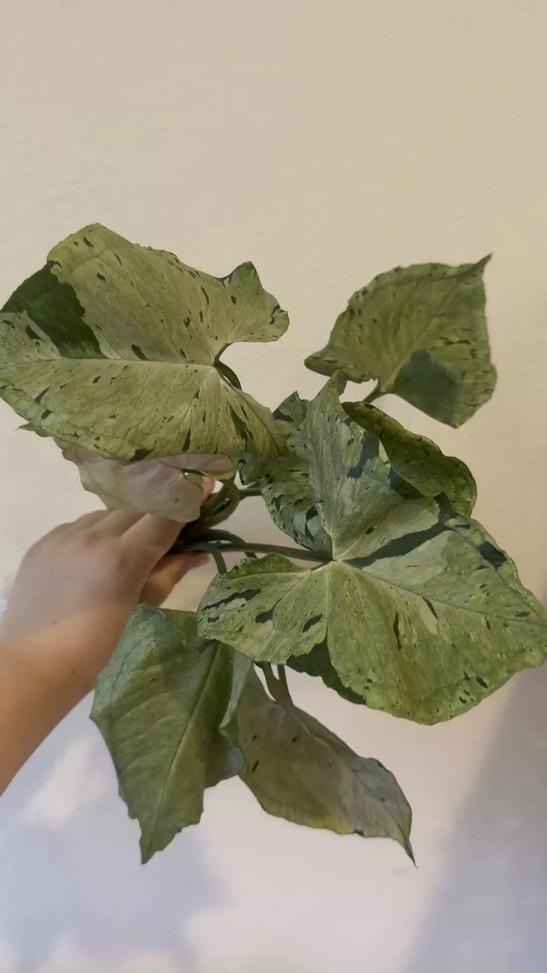Syngonium green splash no 2 thumbnail