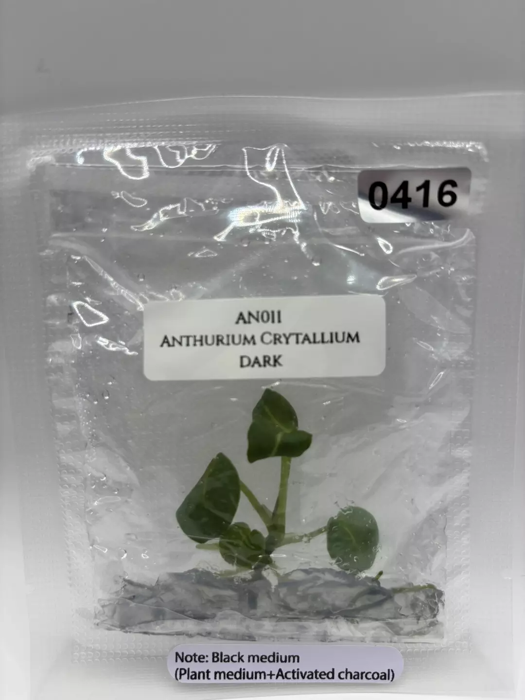 Anthurium Crystallium Dark thumbnail
