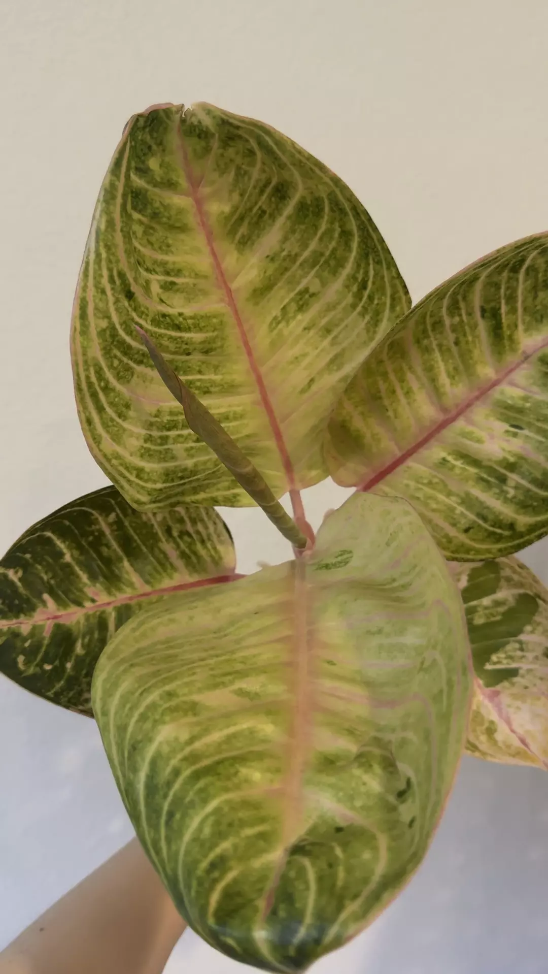 Aglaonema moonlight no 1 thumbnail