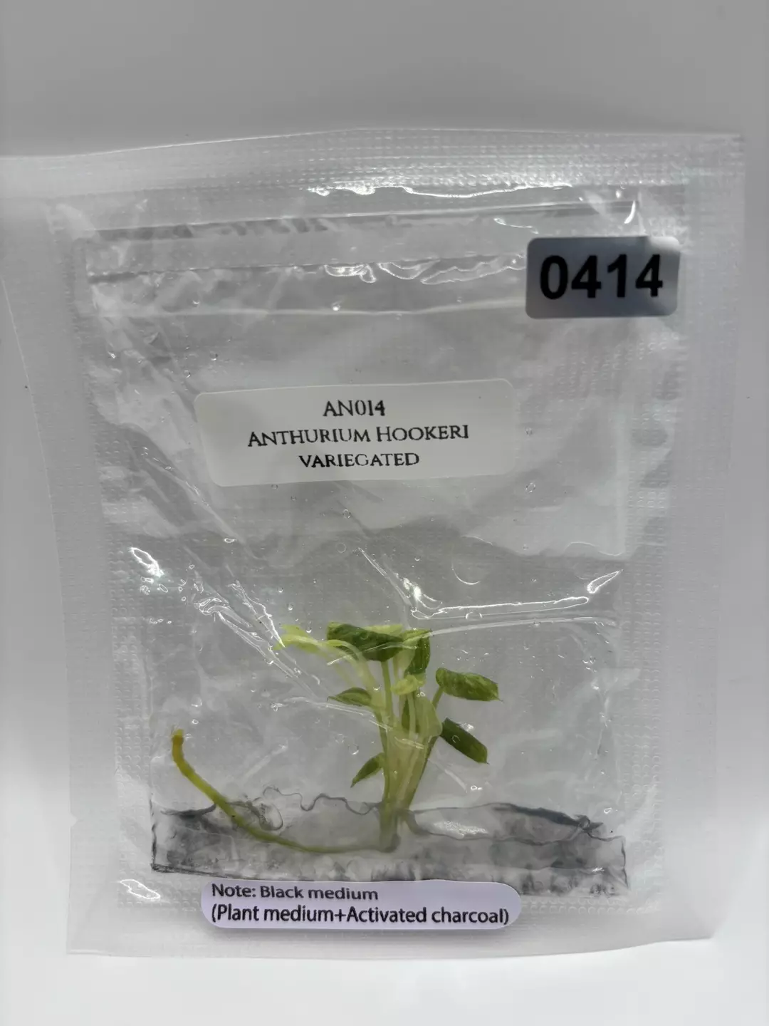 Anthurium Hookeri Variegated thumbnail