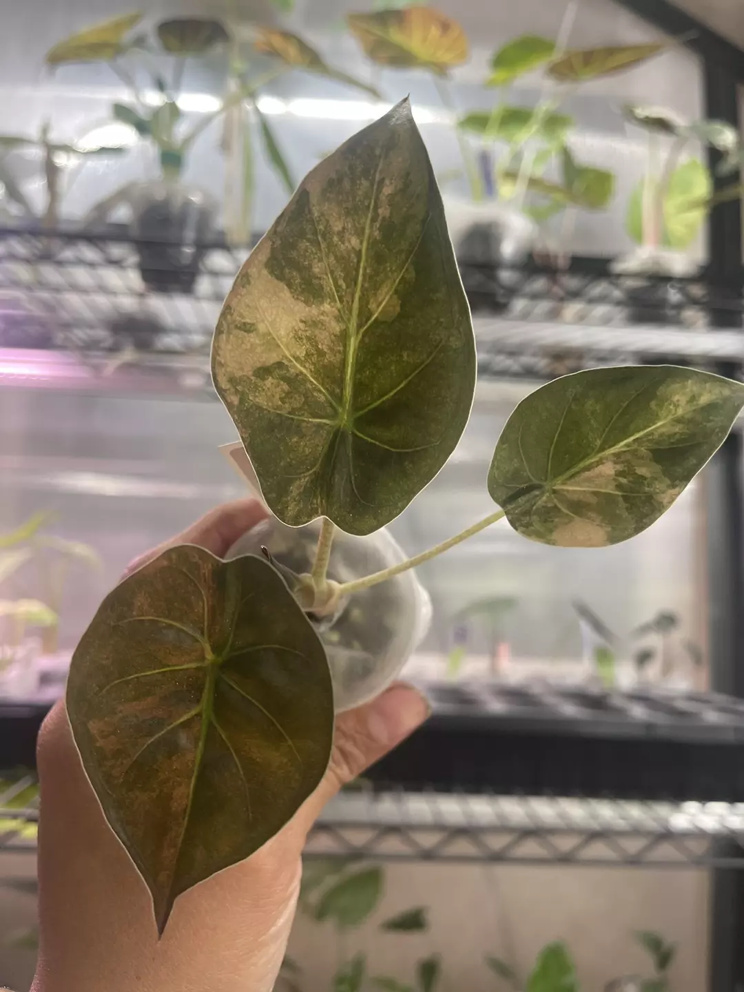 💛Alocasia Wentii Aurea - CG thumbnail