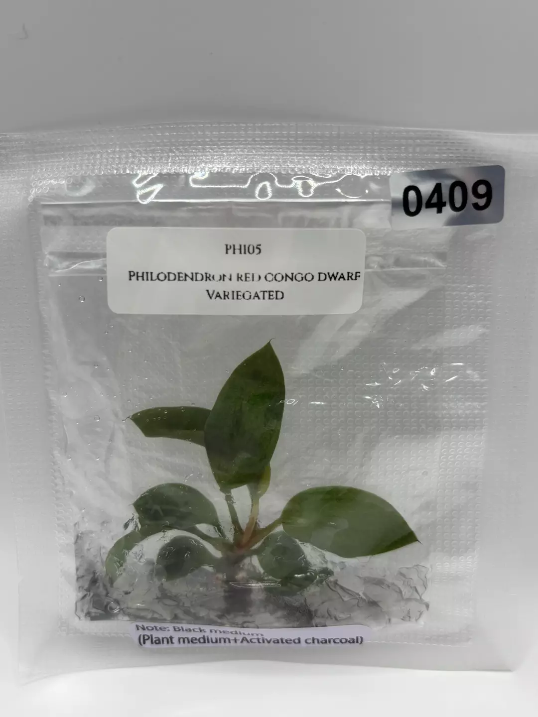 Philodendron Red Congo Dwarf Variegated thumbnail