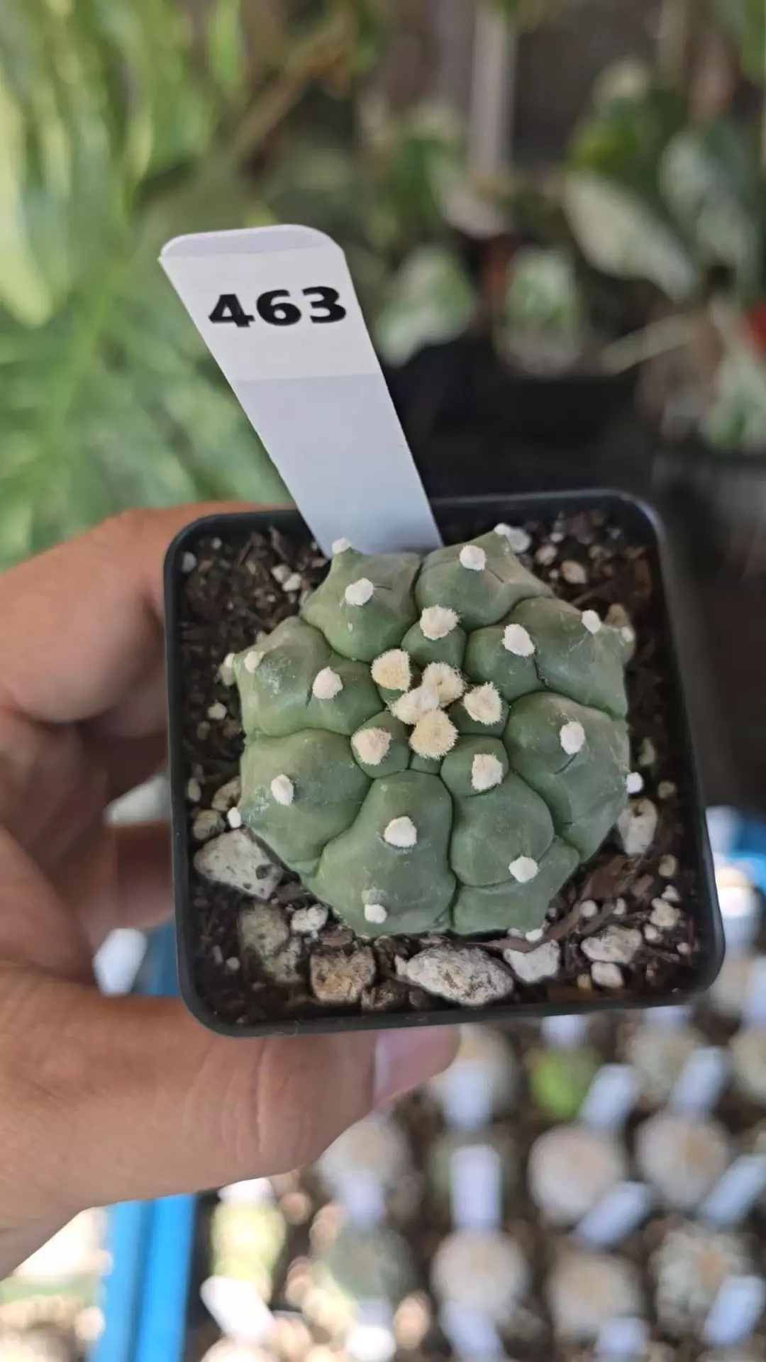 Astrophytum asteria Kikko 2.25in pot  thumbnail