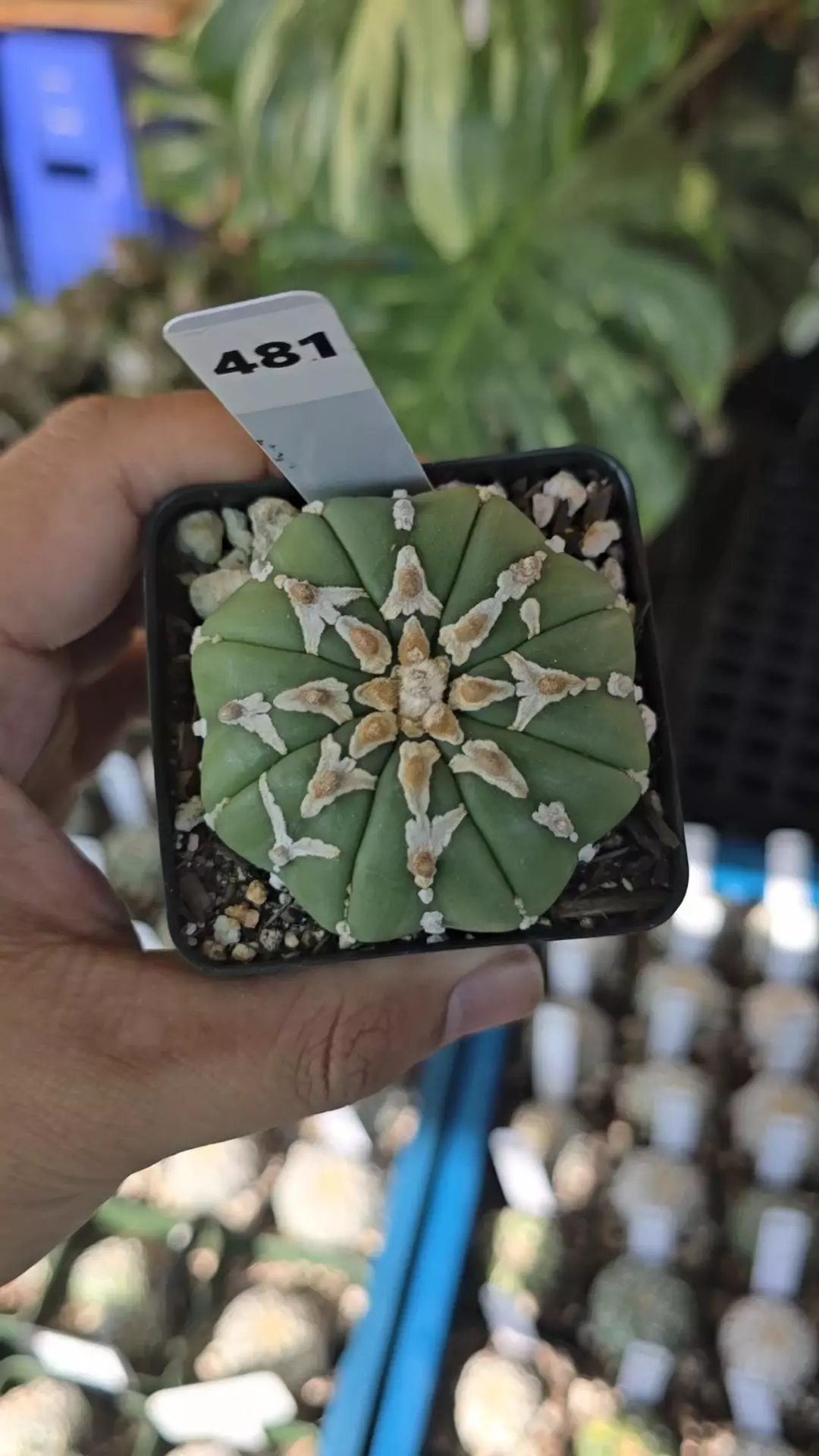 Astrophytum vtype 2.25 in pot thumbnail