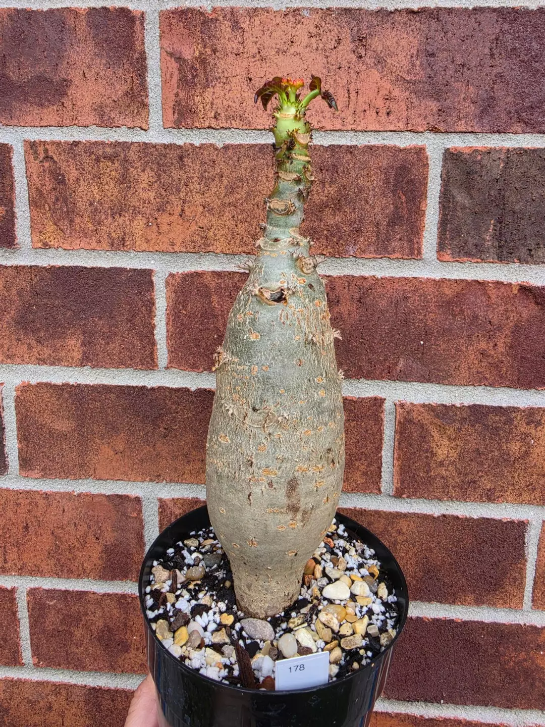 178 Jatropha Podagrica thumbnail