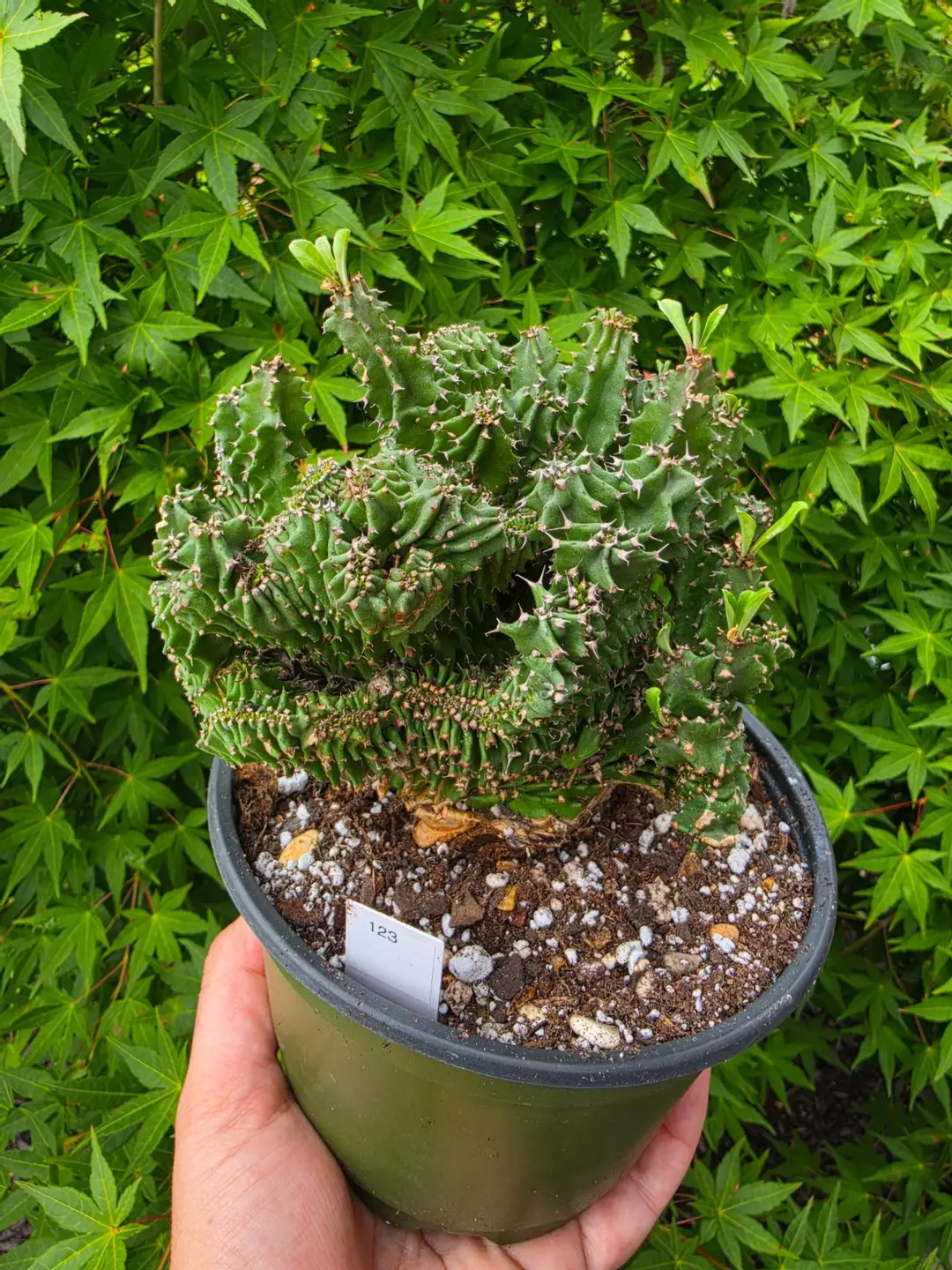 123 Euphorbia Ammak Crest thumbnail