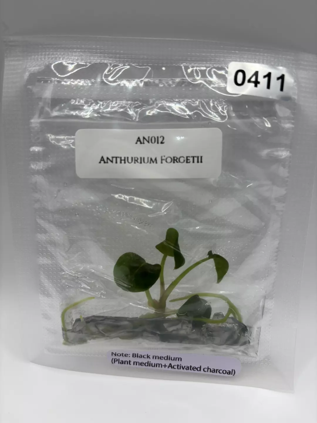 Anthurium forgetii thumbnail