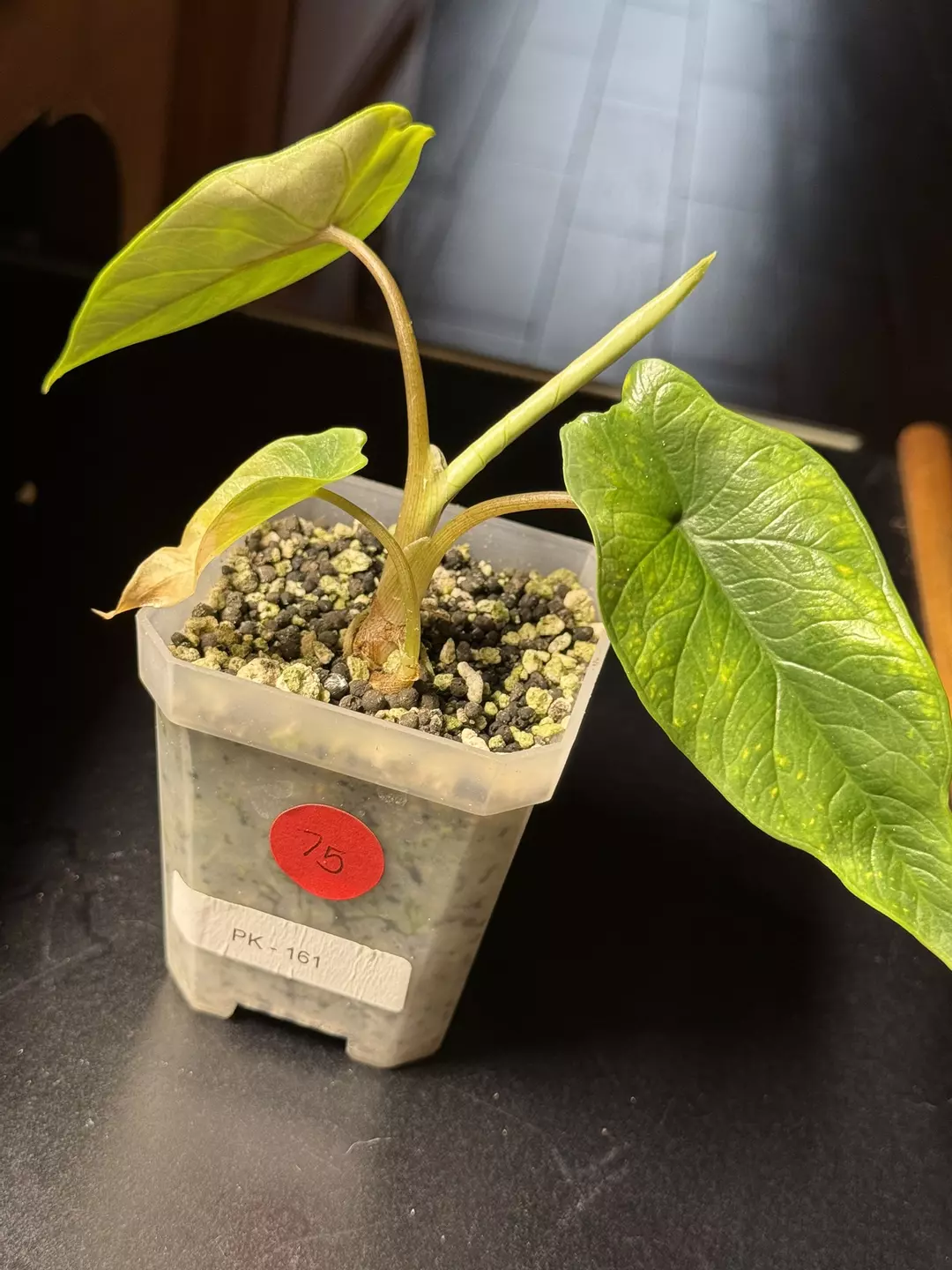 Scalprum Aurea low var pk161 thumbnail