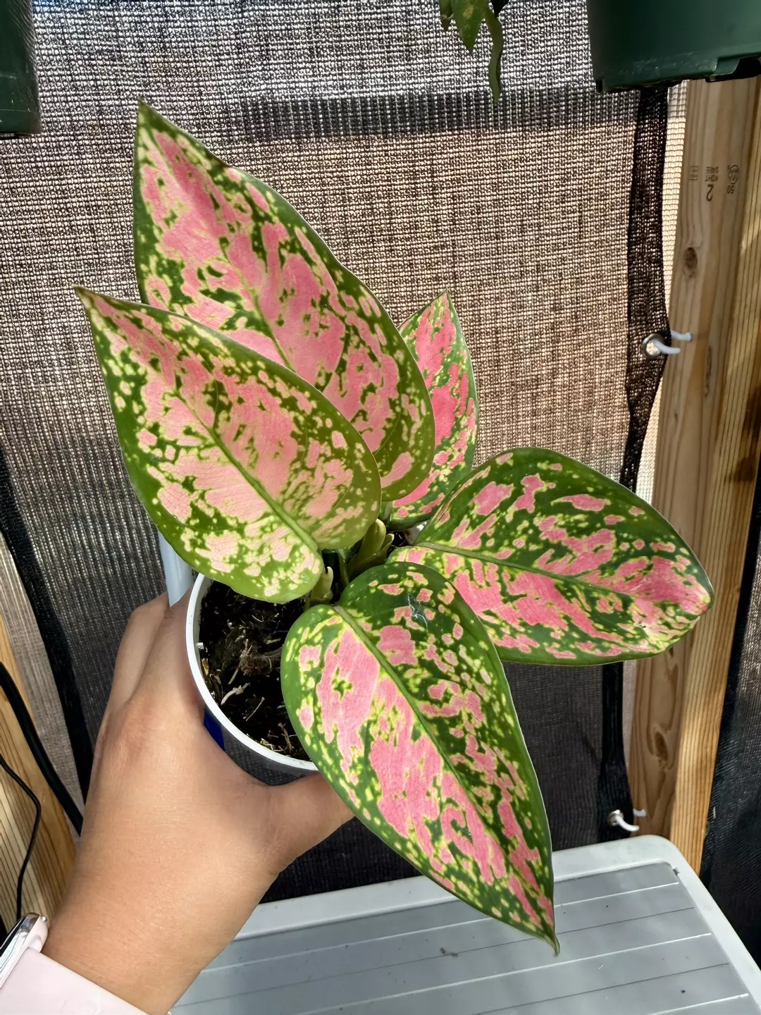Aglaonema Pink/Red Valentine 2 plants in pot (C) thumbnail