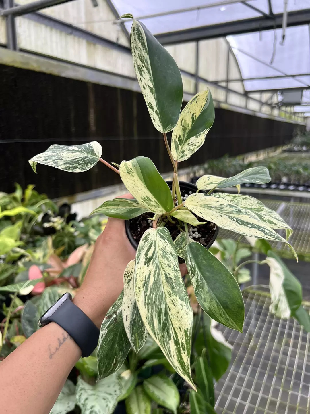 4” Philodendron Emerald King B - Exact Plant🌱 thumbnail