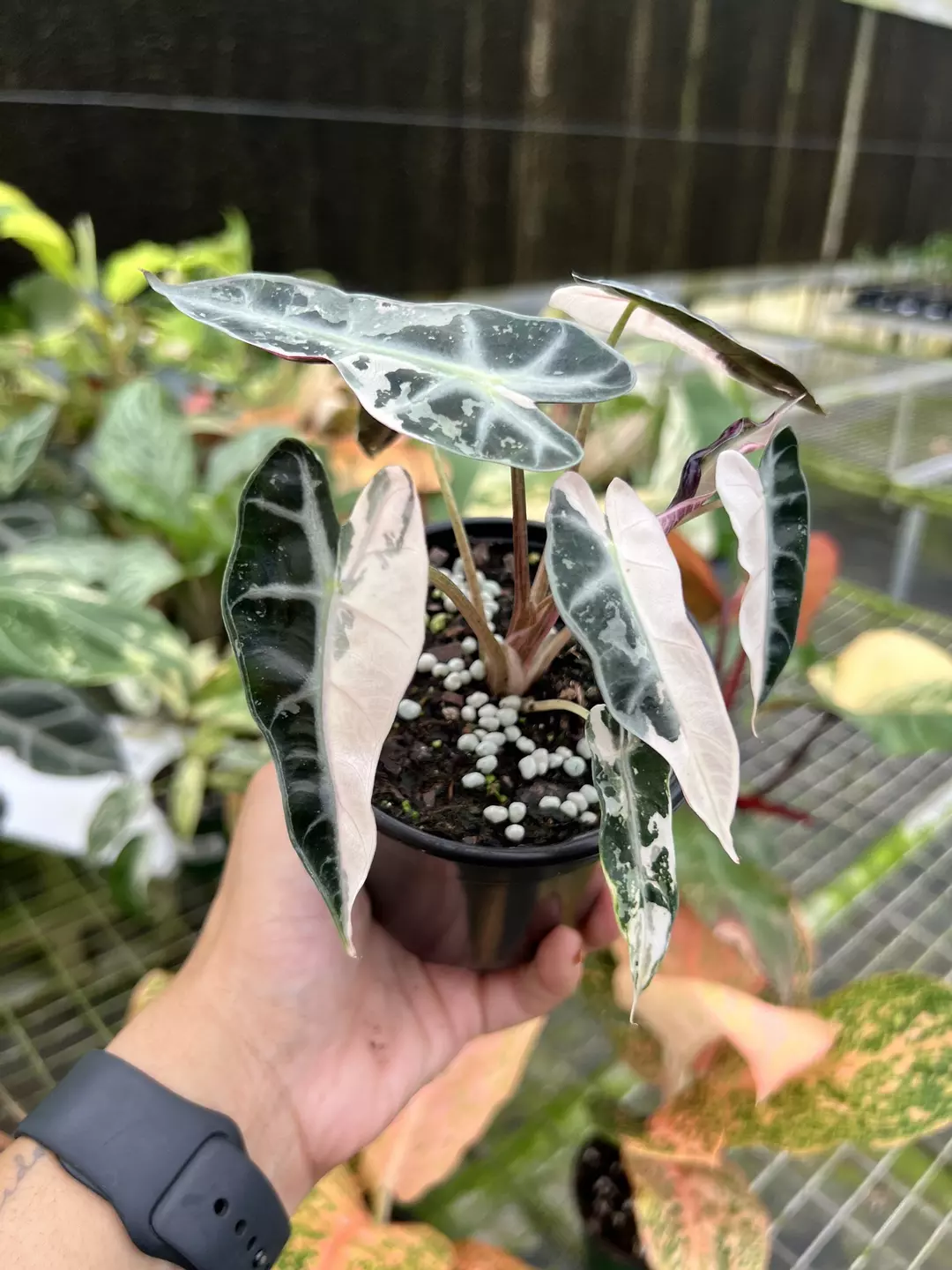 4” Alocasia Bambino Pink Variegated C - Exact Plant🌱 thumbnail