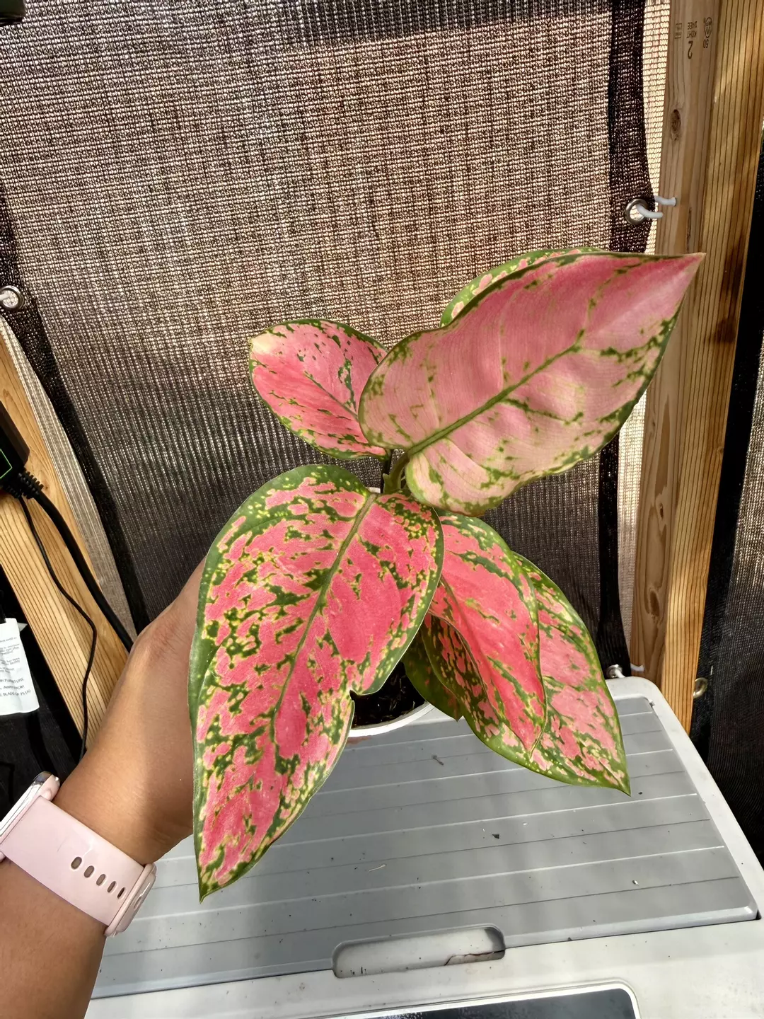 Aglaonema Pink/Red Valentine (A) thumbnail