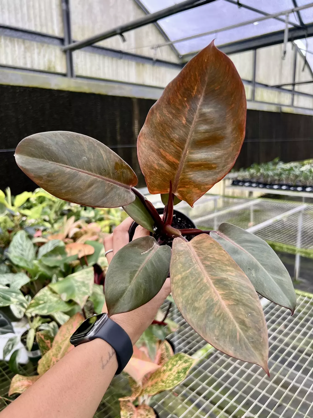 4” Philodendron Black Cardinal Marble - Exact Plant🌱 thumbnail