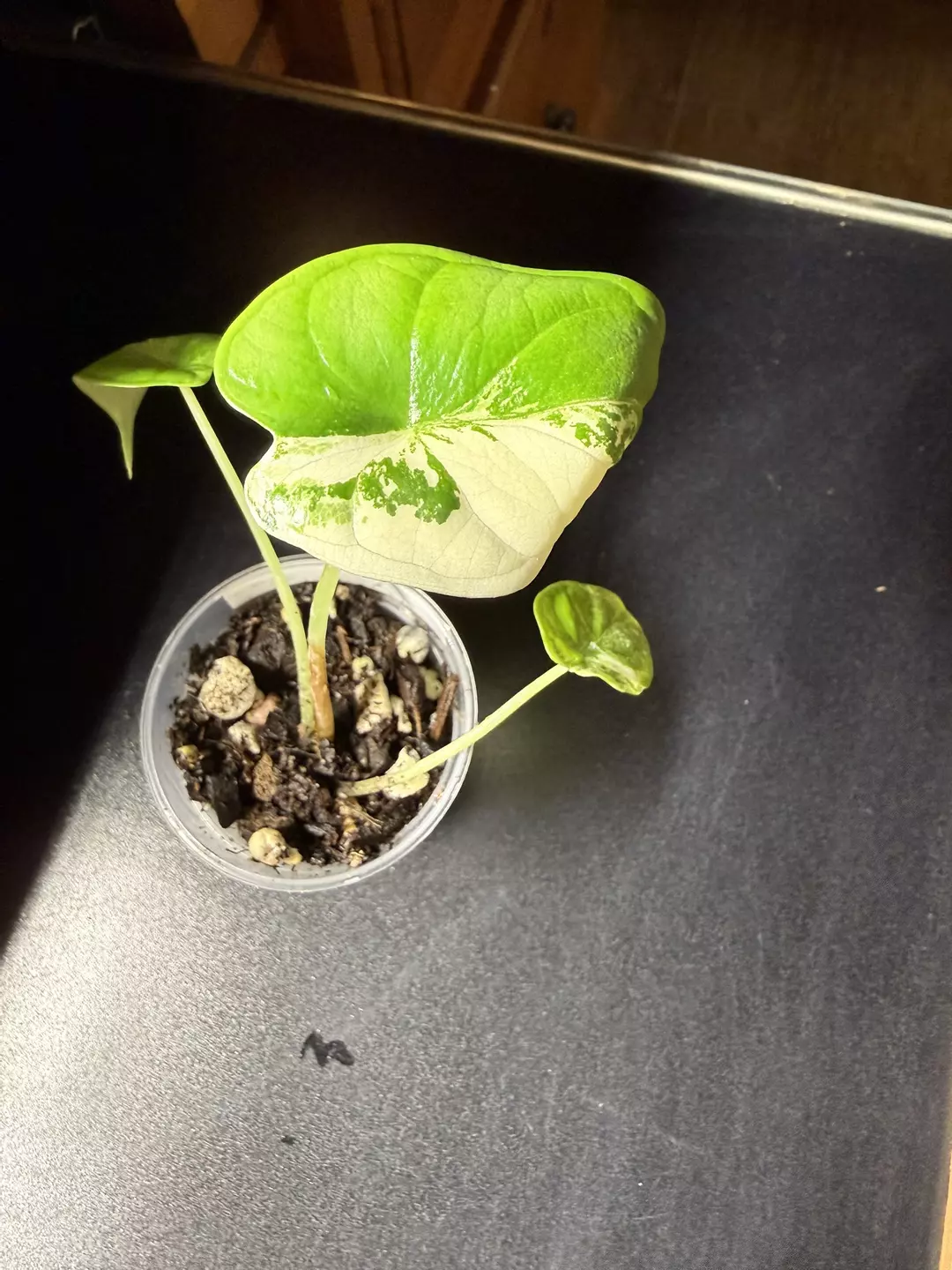 Dragon Scale Marble pk-180 thumbnail