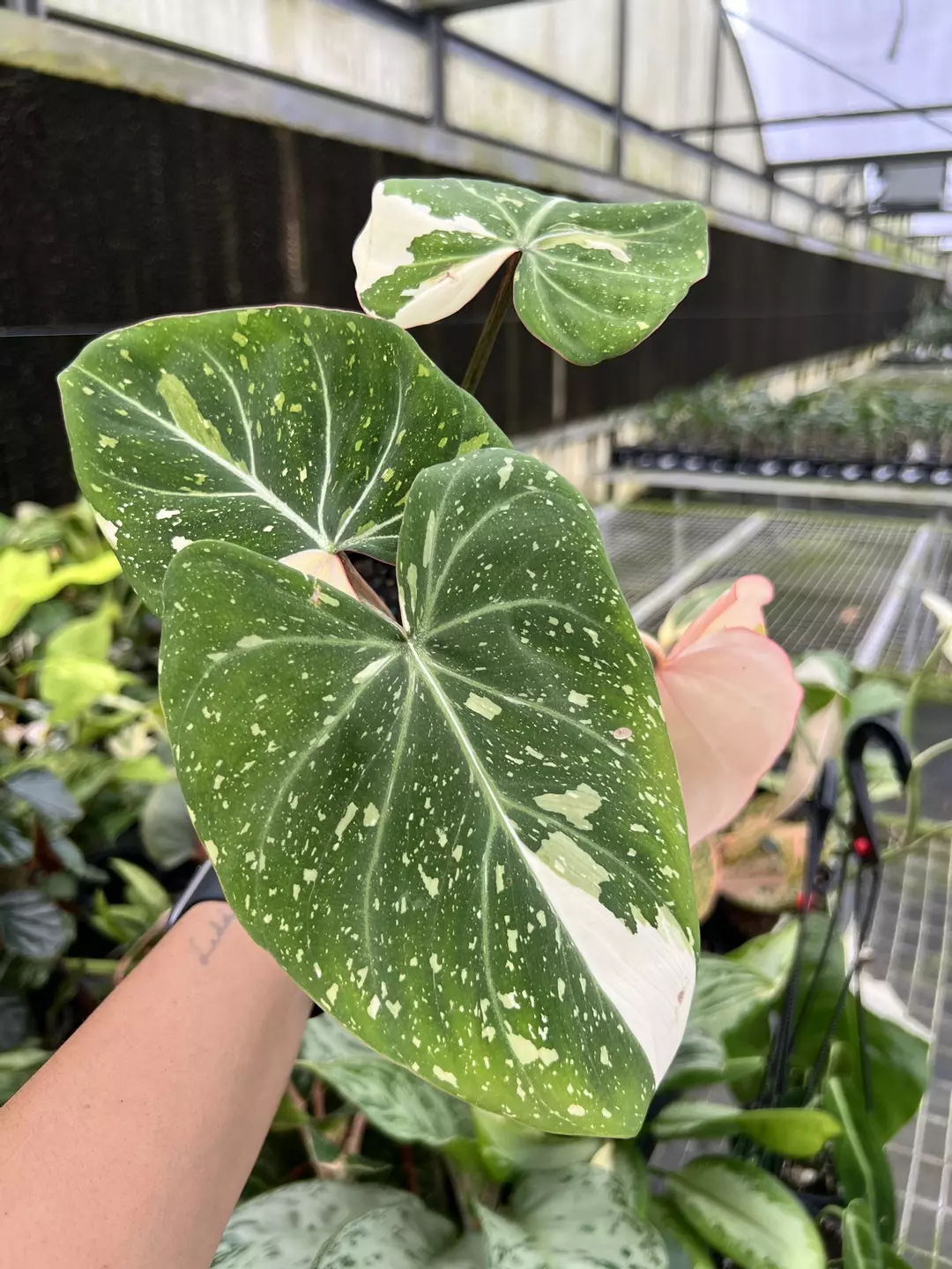 4” Philodendron Gloriosum Variegated - Exact Plant🌱 thumbnail