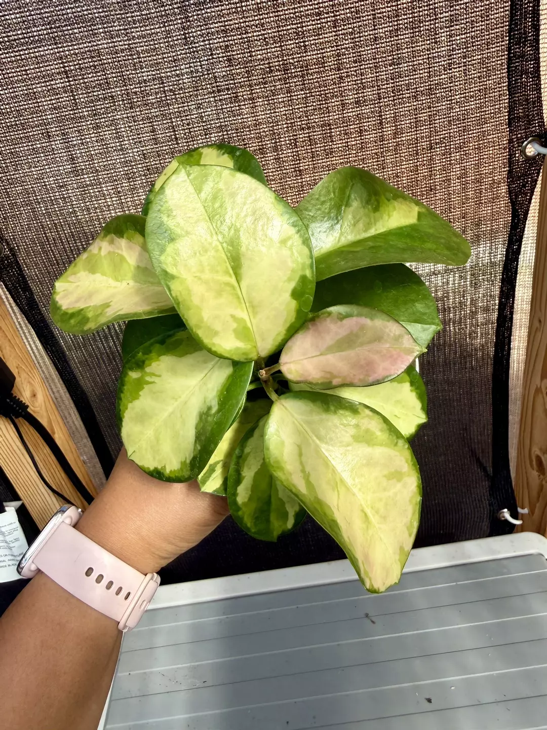 Hoya Australis Lisa 4” pot thumbnail
