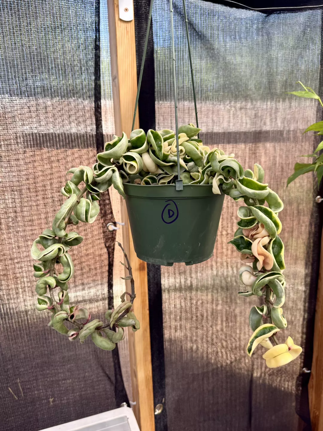 Hoya Variegated Compacta 6” pot (D) +$20 value Mystery Hoya Cutting thumbnail