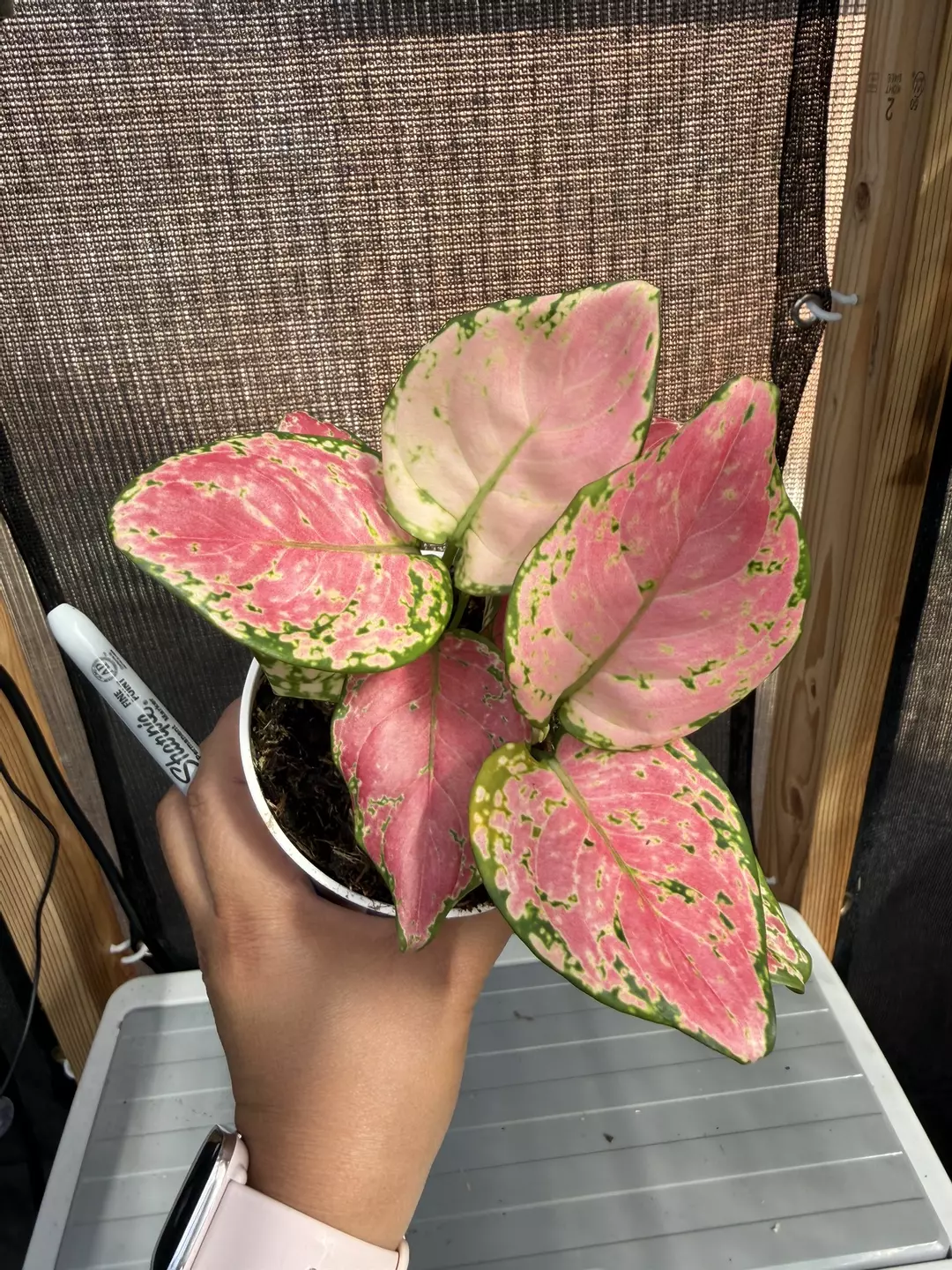 Aglaonema Pink/Red Valentine 3 plants in pot (B) thumbnail