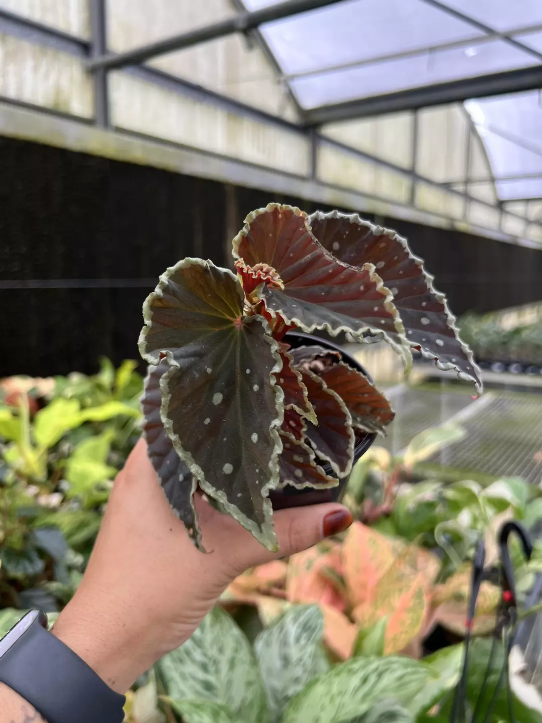 4” Begonia Darth Vader - Grower’s Choice💚 thumbnail