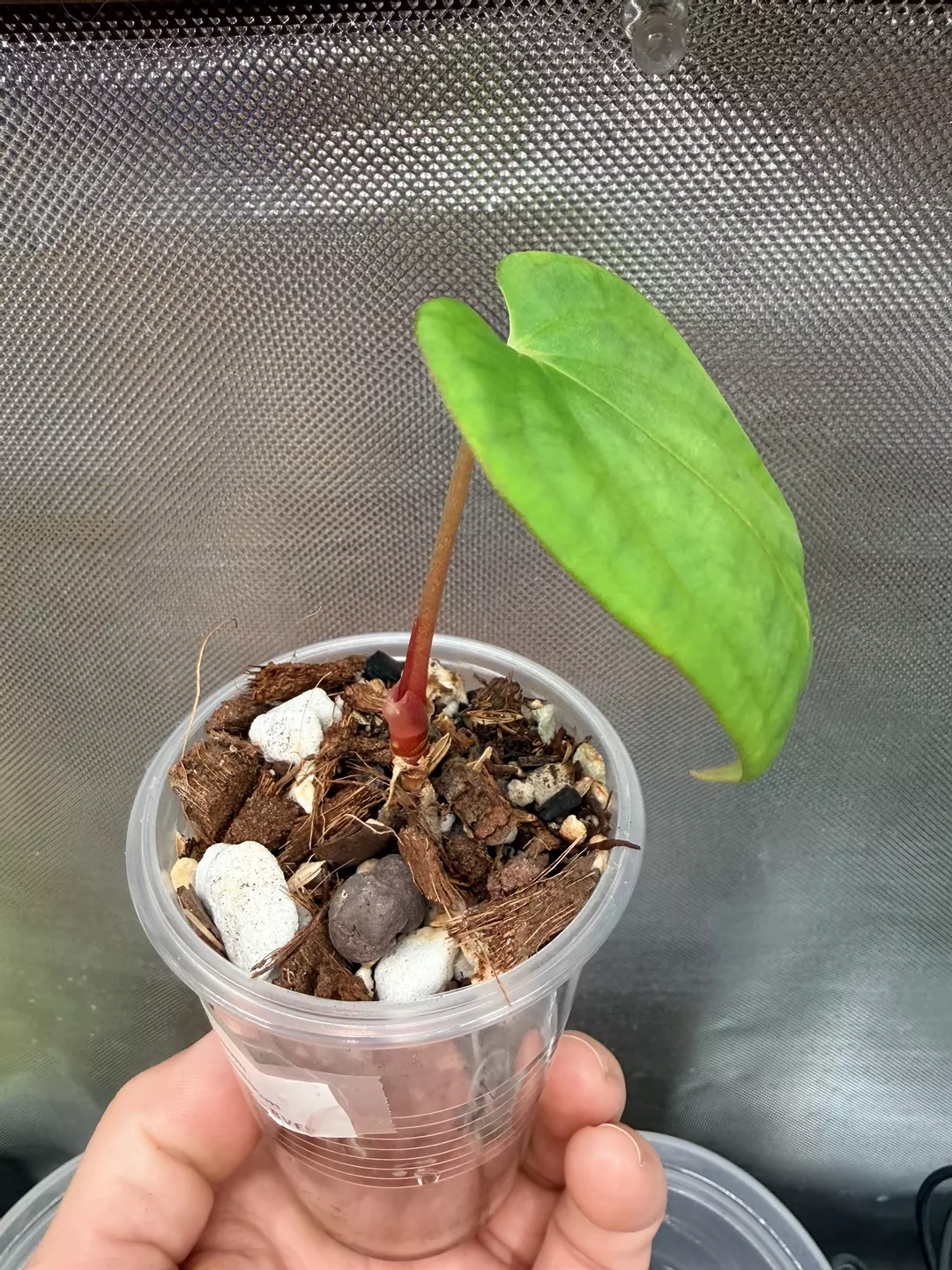 Anthurium Papillilaminum lagogatum x BVEP thumbnail