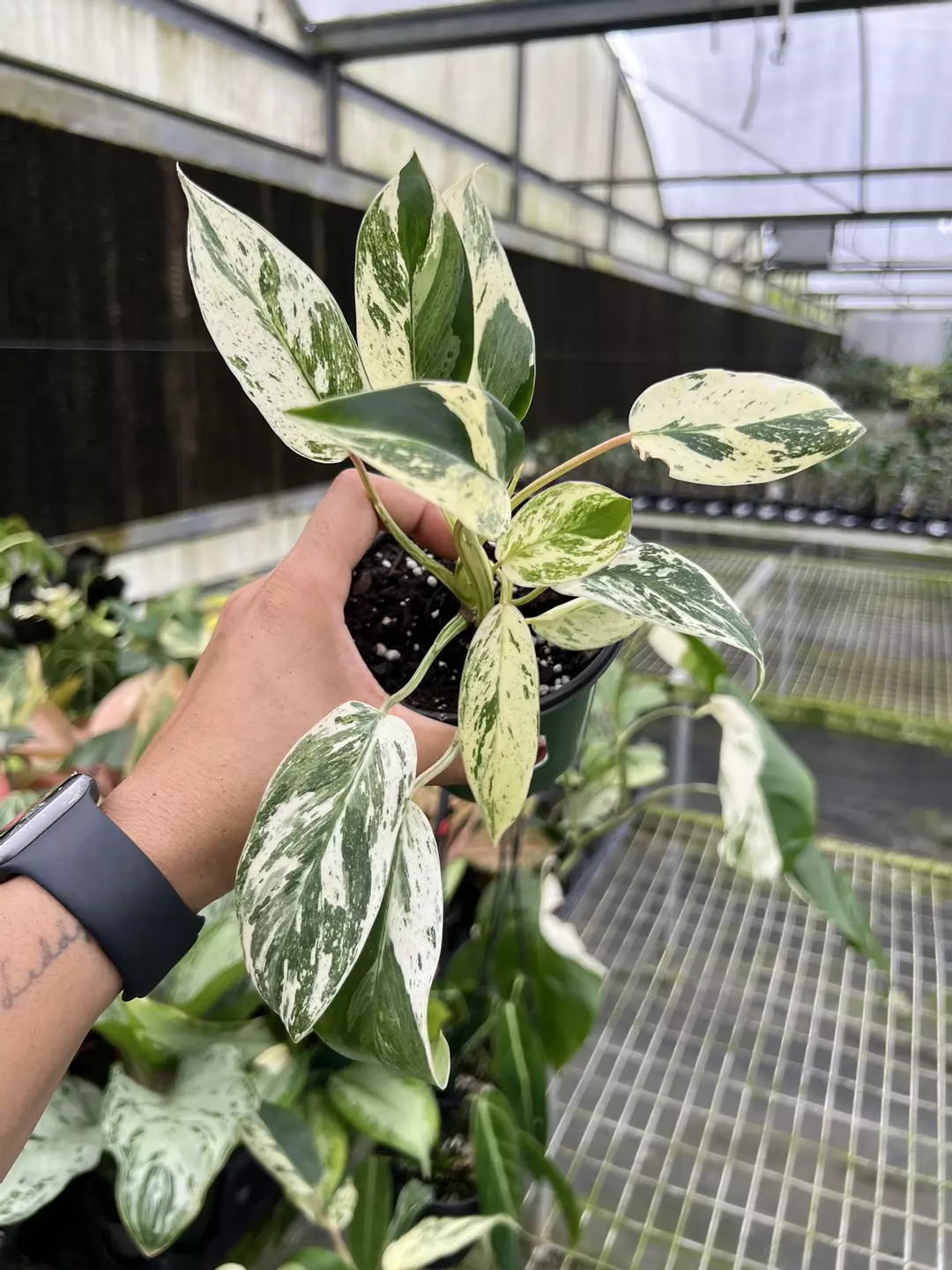 4” Philodendron Emerald King A - Exact Plant🌱 thumbnail