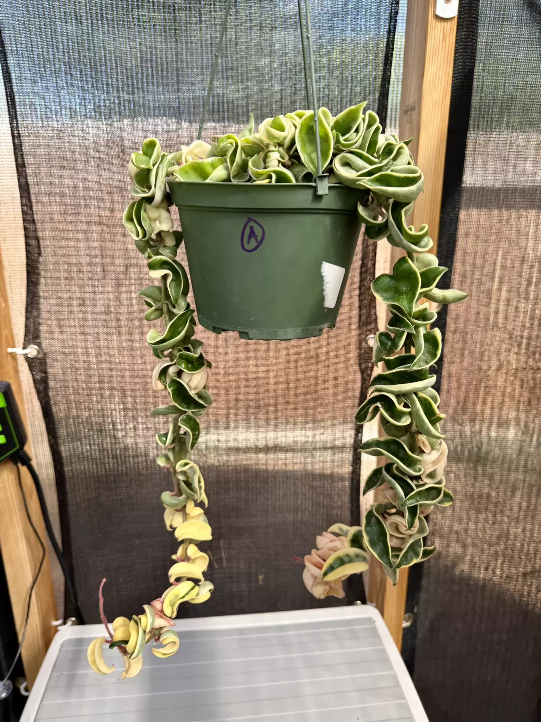Hoya Variegated Compacta 6” pot (A) + $20 value Mystery Hoya Cutting thumbnail