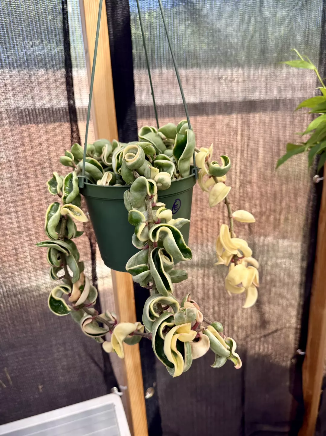 Hoya Variegated Compacta 6” pot (E) +$20 value Mystery Hoya Cutting thumbnail