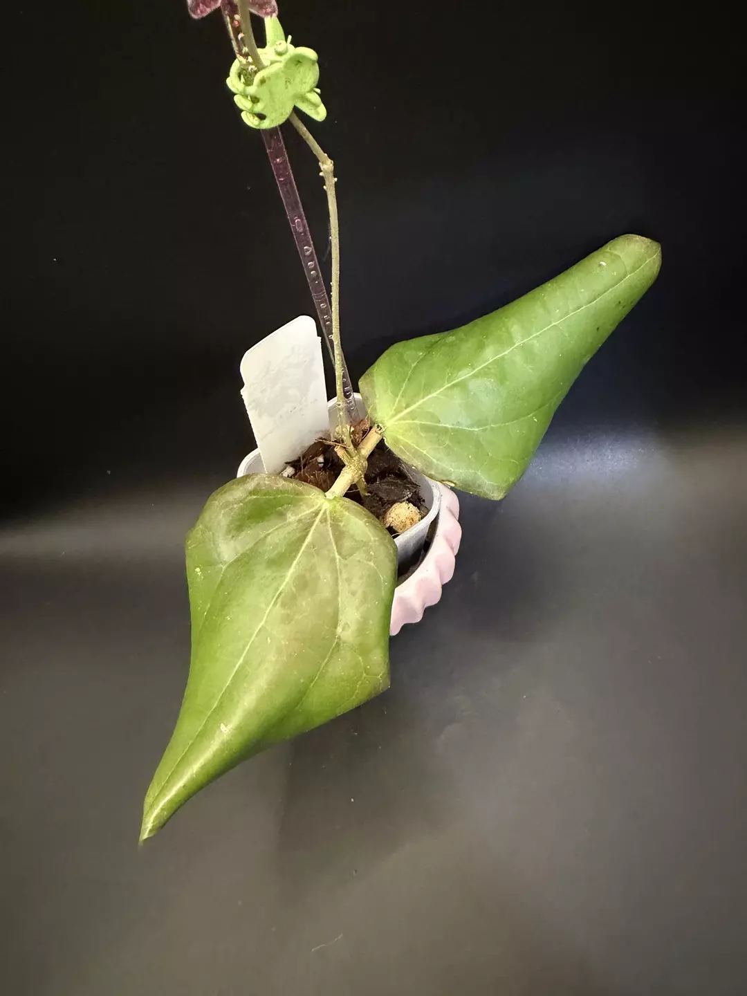 Hoya sp. Konawe  thumbnail