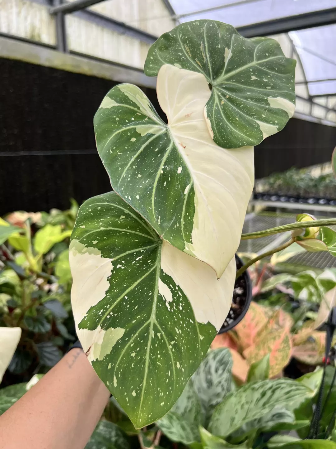 6” Philodendron Gloriosum Variegated - Exact Plant🌱 thumbnail