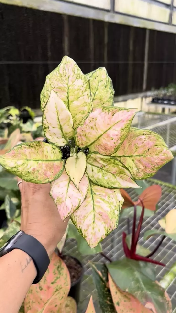 4” Alocasia Cotton Candy A - Exact Plant🌱 thumbnail