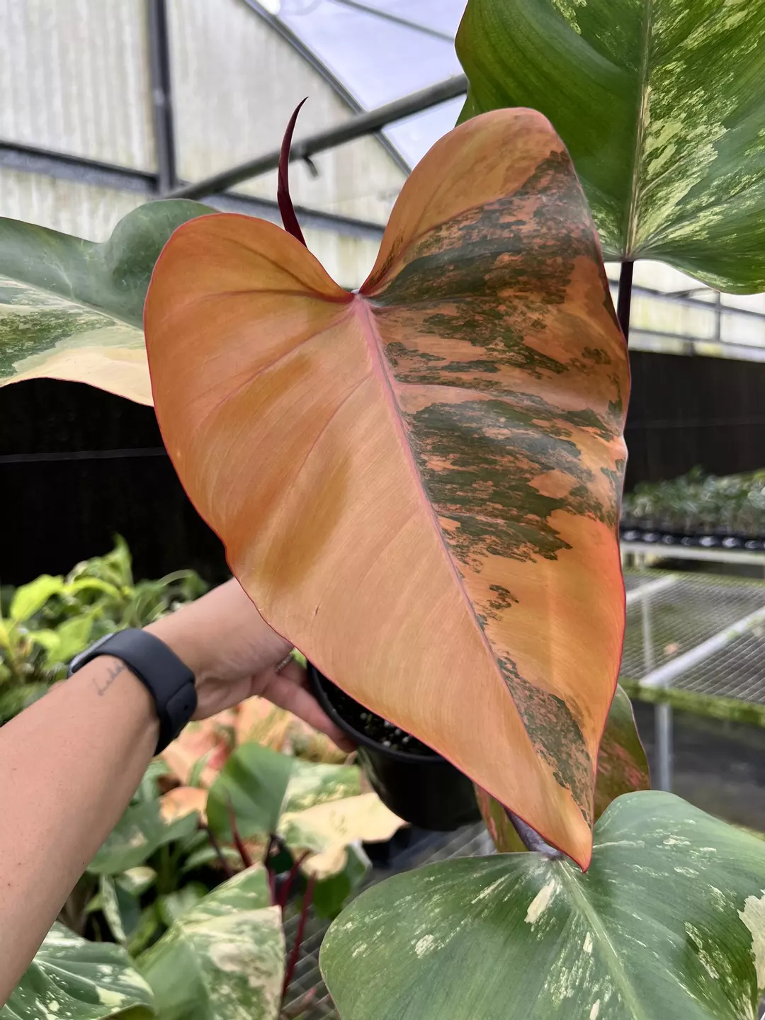 6” Philodendron Strawberry Shake A - Exact Plant🌱 thumbnail